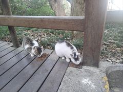 -普陀山慧济禅寺