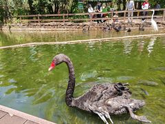 -海南热带野生动植物园