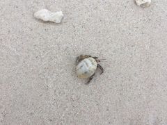 -白沙滩