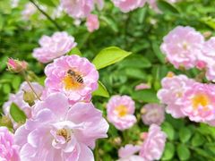 -国际青年会议酒店
