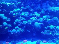 -太平洋海底世界