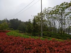 -铁山坪森林公园