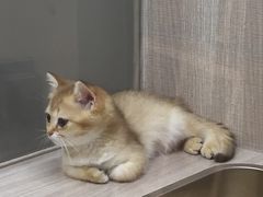 -飞行喵MR PILOT|猫舍·猫咖(静安大融城店)