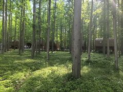 -黄海国家森林公园