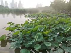 -前关湿地公园