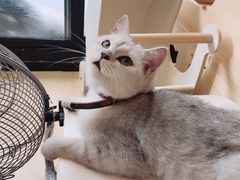 -李小姐の猫咖啡馆(五角场店)