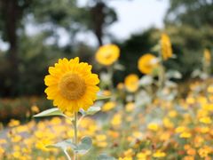 -花开海上生态园