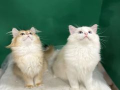 -爱洗澡的猫(望京店)