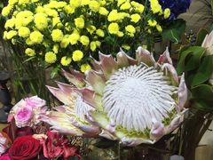 -植物学家的女儿(北马道巷店)