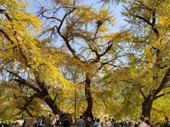 -千年银杏谷文化旅游区