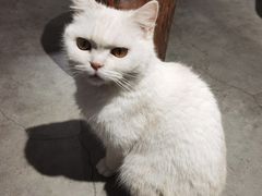 -more than meow吴止猫主题餐厅(承德 中船汇店)