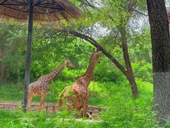 -北京野生动物园