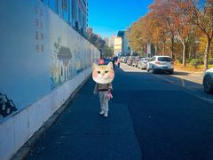 -上海财经大学(国定路校区)
