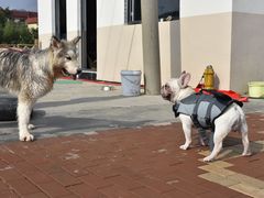 -趣玩宠物乐园寄养训犬训狗游泳池