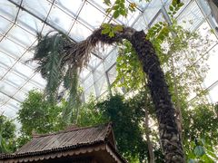 -北京植物园-展览温室