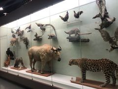 -国家自然博物馆