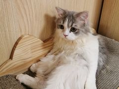 -猫和宫(六道口店)