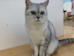 -李小姐の猫咖啡馆(五角场店)