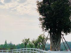 -桤木河湿地公园