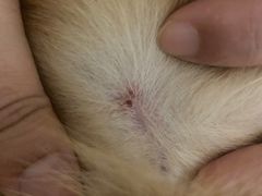 -A猫a狗全科·犬猫异宠·芥西宠物医院(南开总院)