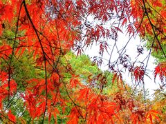 -秋霞圃