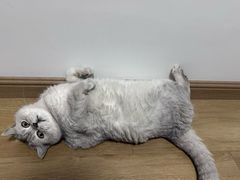 -御宝贝·A梦猫科宠物医院(国际猫友好医院)