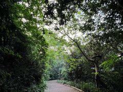 -深圳仙湖植物园
