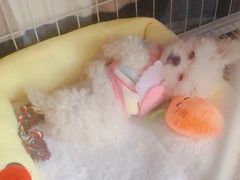 -汪小喵宠物·戴维斯乐芳希施宠馨宝皮毛调理洗护店