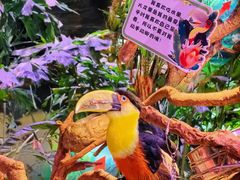 -正佳雨林生态植物园