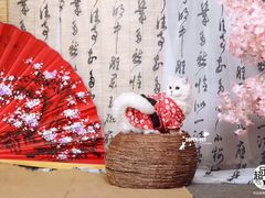 -超宠爱宠物摄影-Super pet