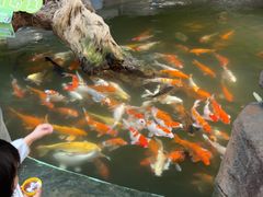 -正佳雨林生态植物园