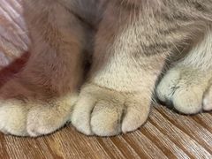 -猫色咖啡·猫咖