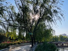 -莲花池公园