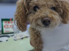 -达爱动物医院·犬猫分区·CT·复杂眼科(远洋山水分院)