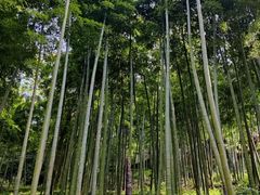-莫干山风景区