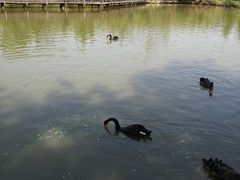 -溱湖国家湿地公园