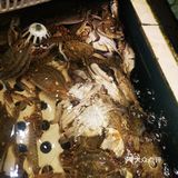宝藏女孩让我在北京实现了海鲜自由