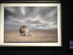 -罗红摄影艺术馆