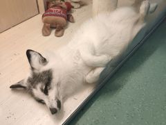 -藦茜花园宠物主题亲子互动体验馆(国顺东路店)