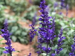 -松山湖梦幻百花洲