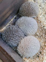 -酷嗒动物文化乐园(cutezoo西溪乐天城店)