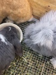 -神奇动物撸宠馆·羊驼·小浣熊·异宠(豫园店)