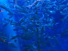 -成都浩海立方海洋公园