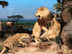 -国家自然博物馆