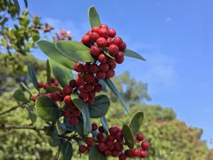 -上海鲜花港