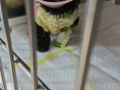 -申普宠物医院·眼科·心内科·影像科(普陀分院)