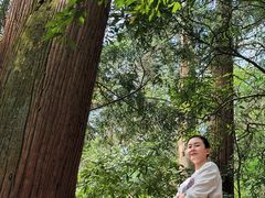 -天目山大树王景区