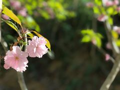 -樱桃沟景区