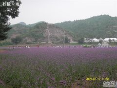 -紫海香堤香草艺术庄园