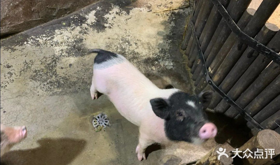 六一带娃👶必去胜地&萌宠乐园🐖